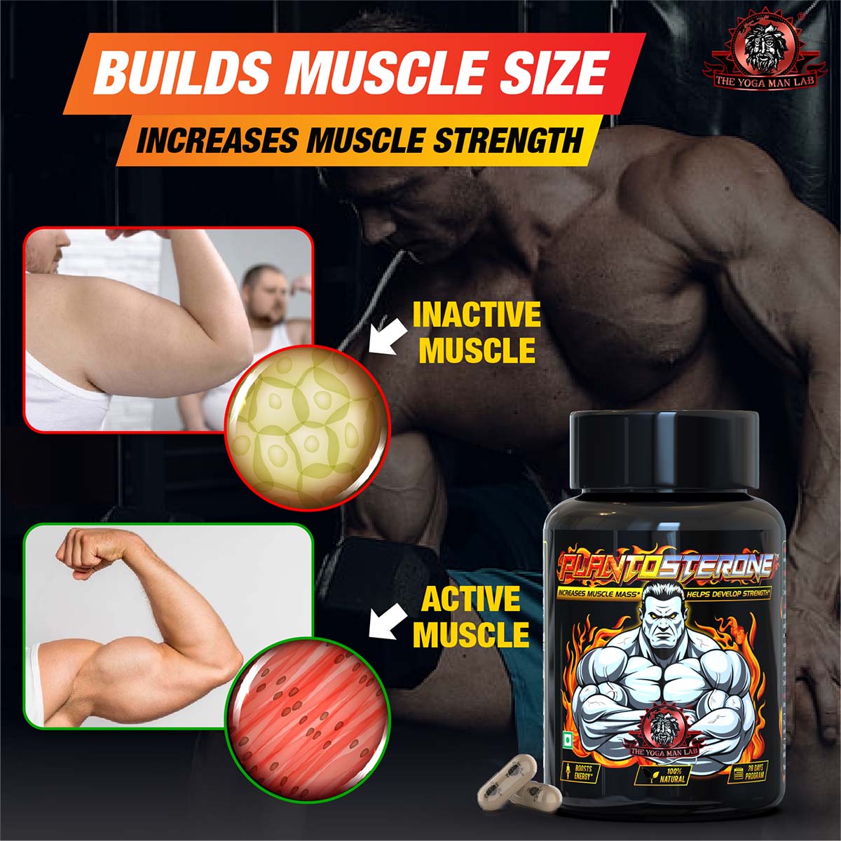 PLANTOSTERONE - Muscle Building & Testo-Boosting Ayurvedic Supplement | Helps Gain Muscle Size & Weight, with Increase in Sexual Drive | 100% Natural Health Care > Muscle Building > Muscle Growth > Supplement > Ayurvedic Weight Gain The Yoga Man Lab   